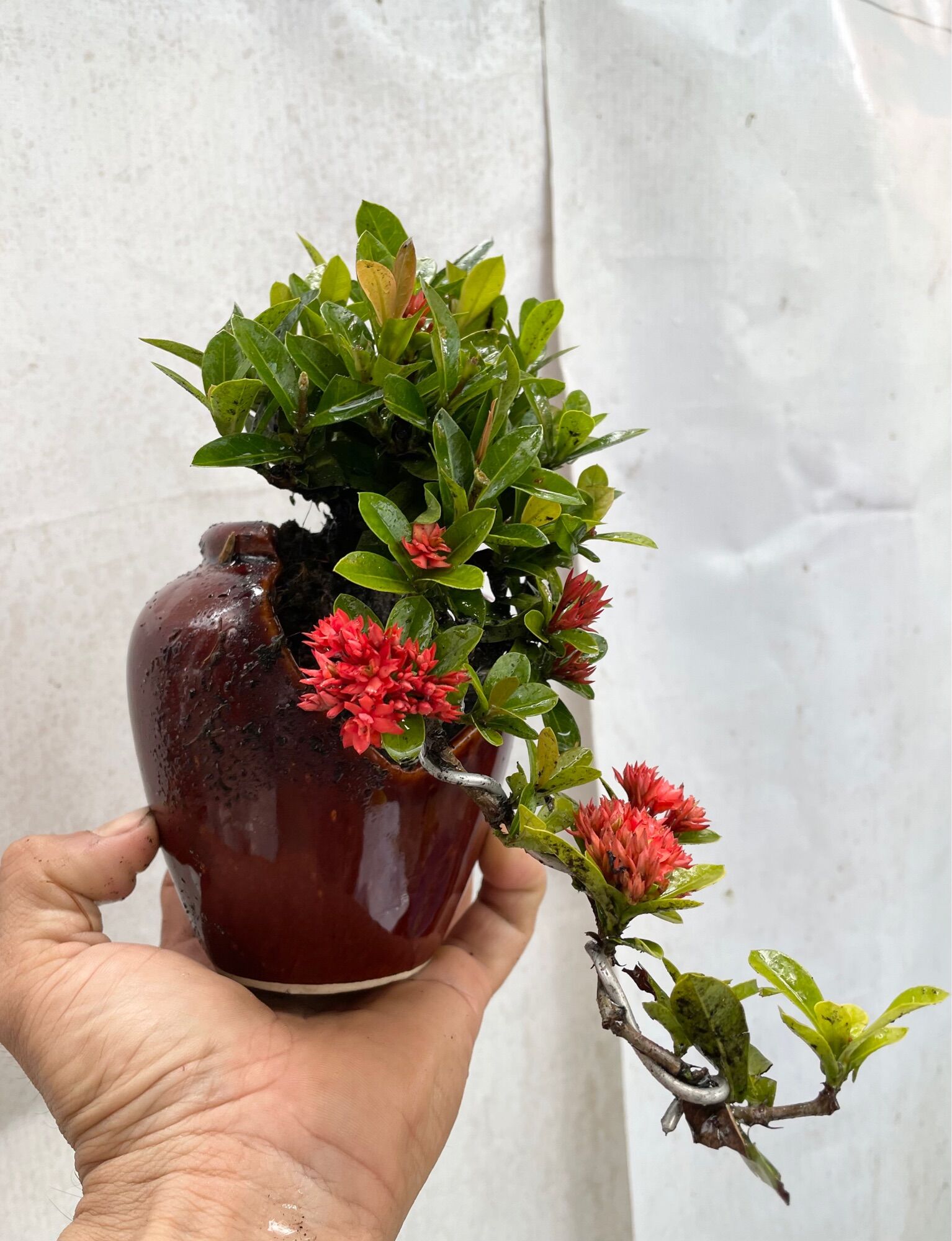 Cây Trang sen bonsai mini chậu lu