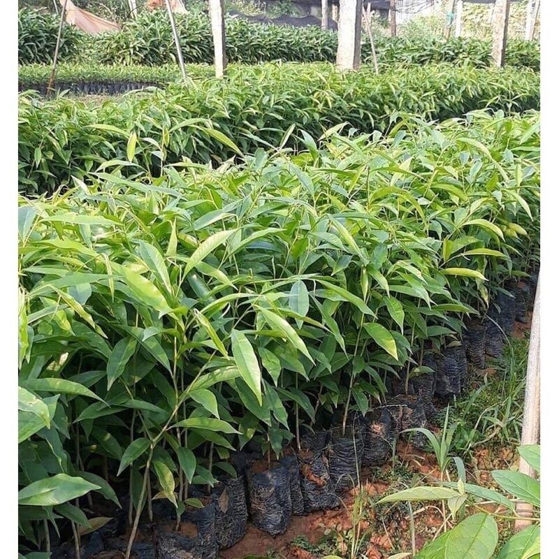 COMBO 10 CÂY GIÓ bầu, trầm hương