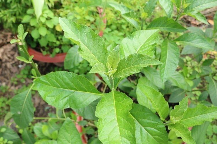 lá cây mật gấu(cây lá đắng)1kg