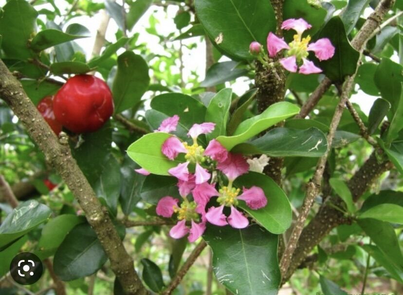 Cây Sơri giống , bầu lớn ( lô cây cở như hình )