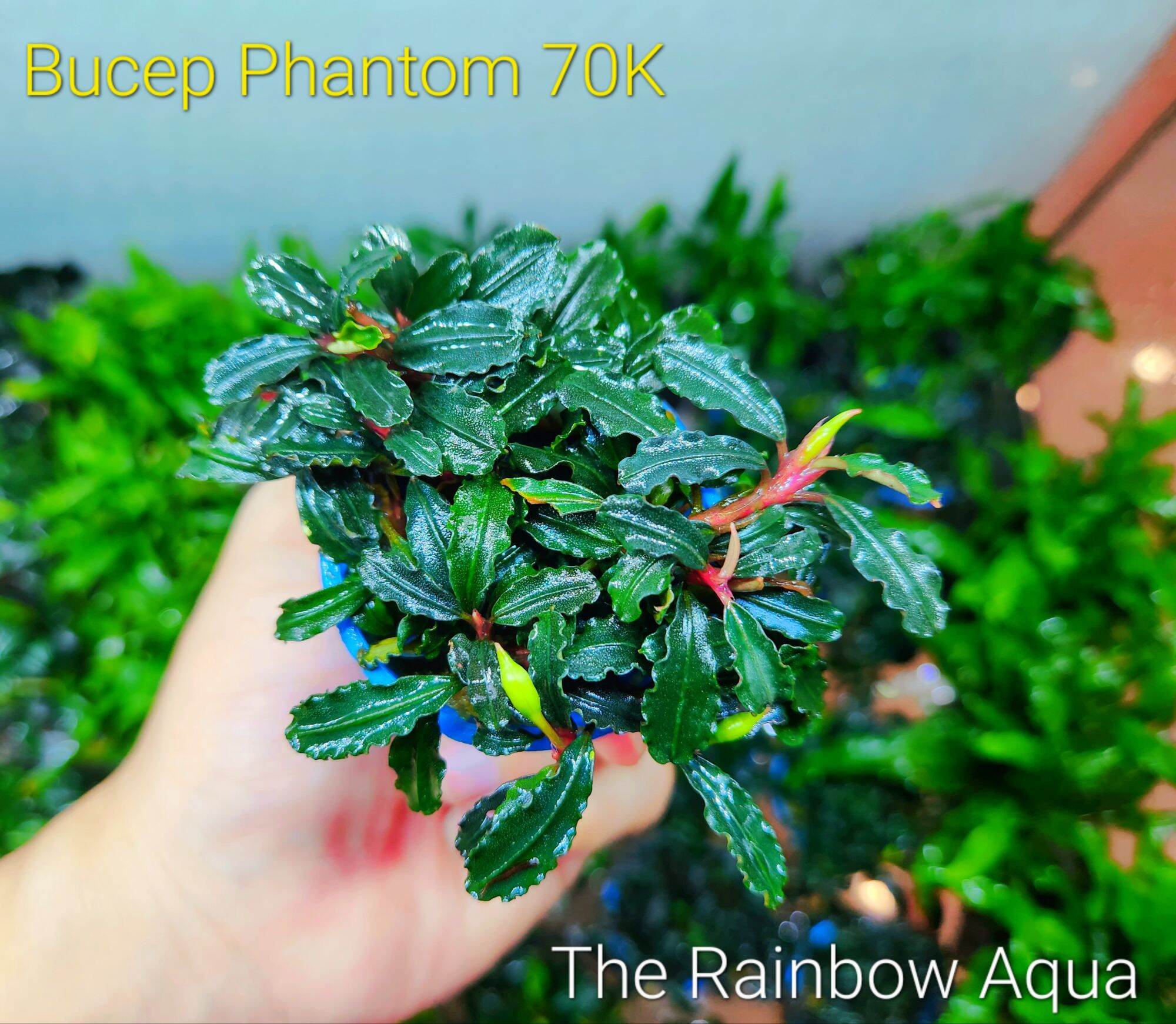 Bucep Phaladra - Cây thủy sinh siêu đẹp, dễ chăm sóc (1 Chậu)