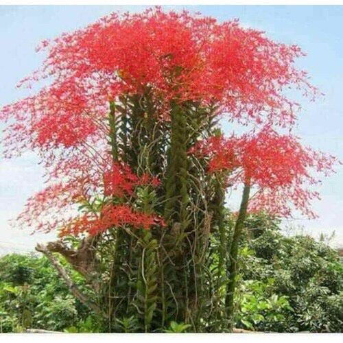 Hoa lan Phượng vỹ