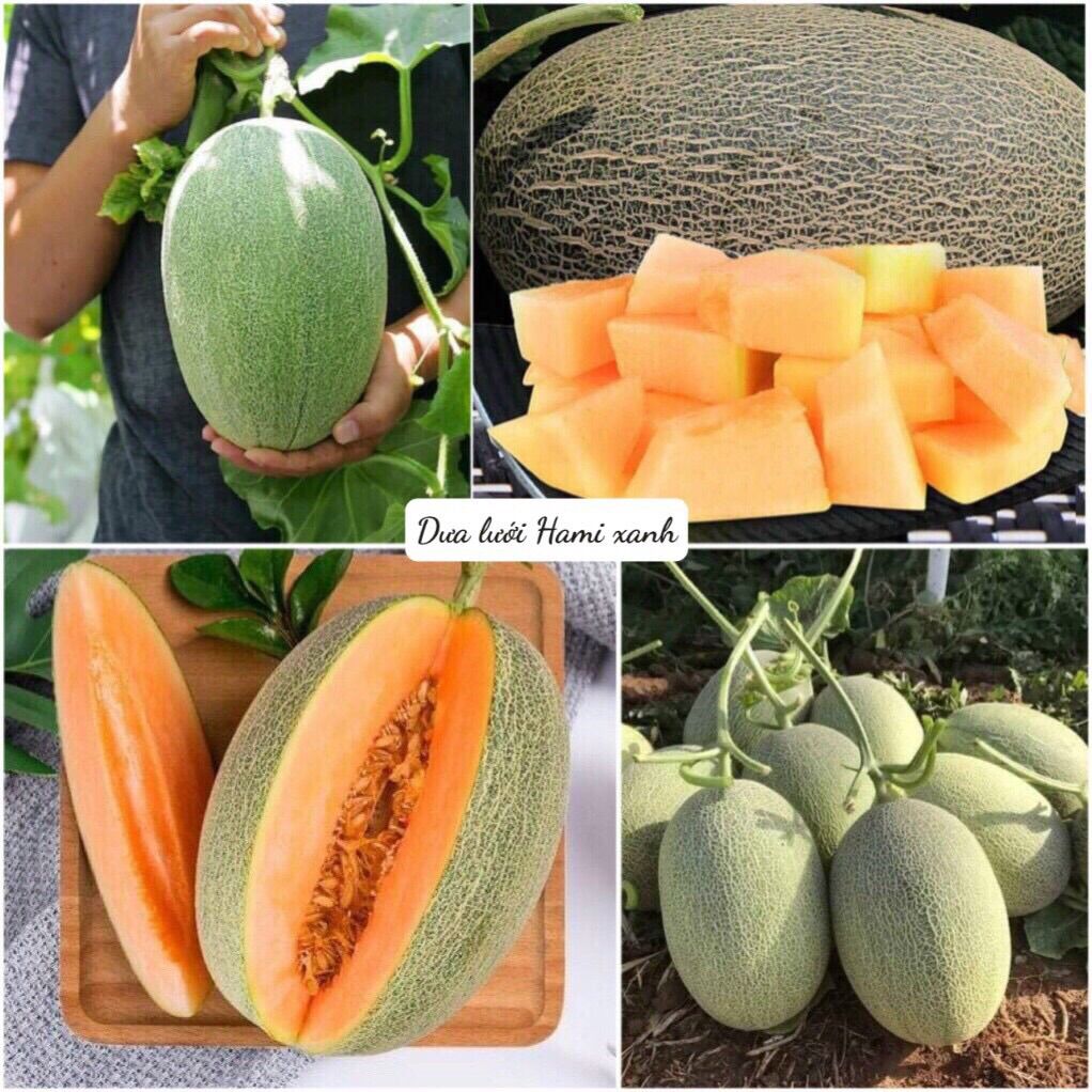 Hạt giống dưa lưới hami nhập khẩu