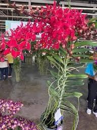 Hoa Lan hoàng tử đỏ