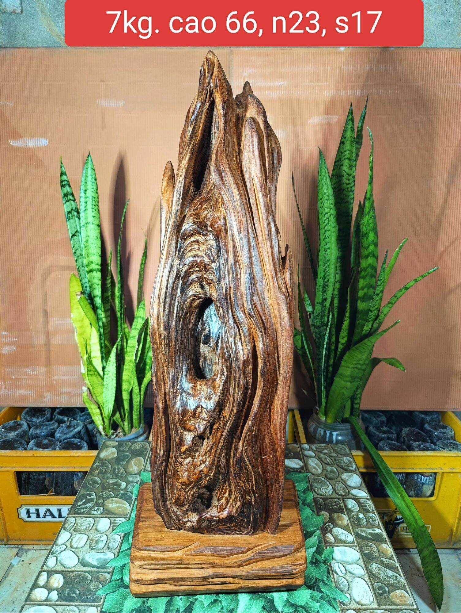 Lũa gỗ thơm ngọc am đỏ hà giang
