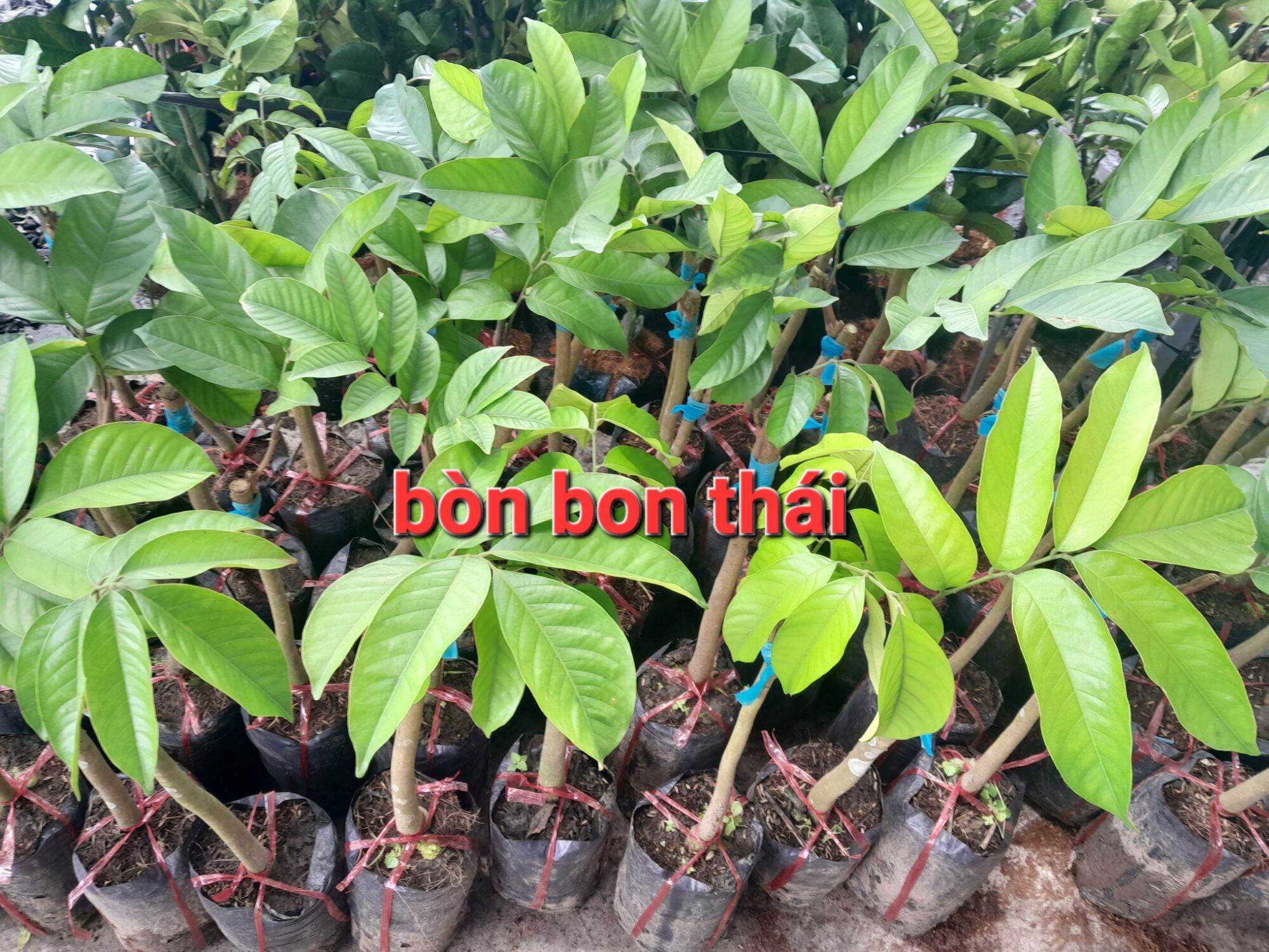 CÂY GIỐNG BÒN BON THÁI