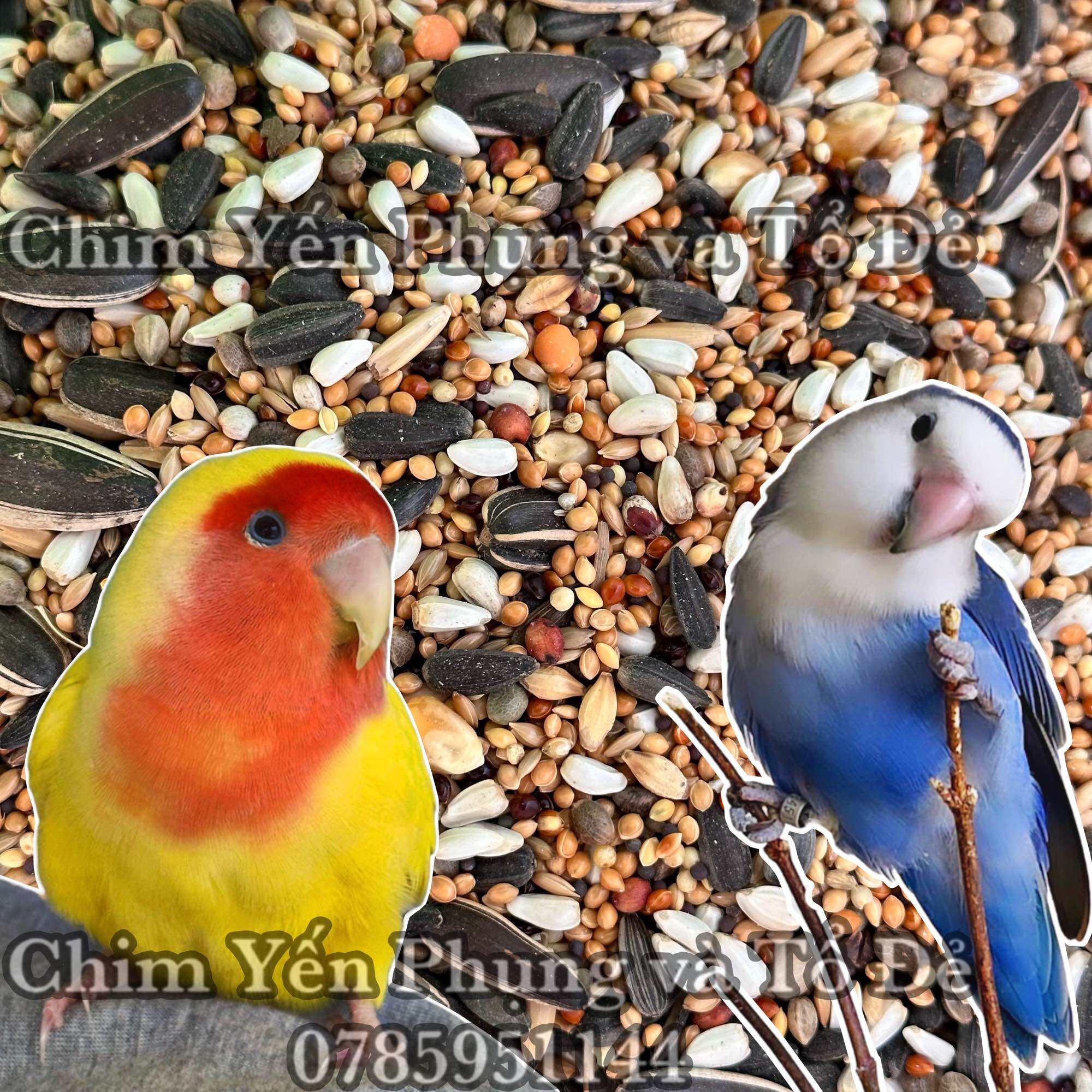 Vẹt LoveBird (Két mẫu đơn) - PetXinh.net Nhím Kiểng Hamster Thỏ Bọ Ú giá rẻ