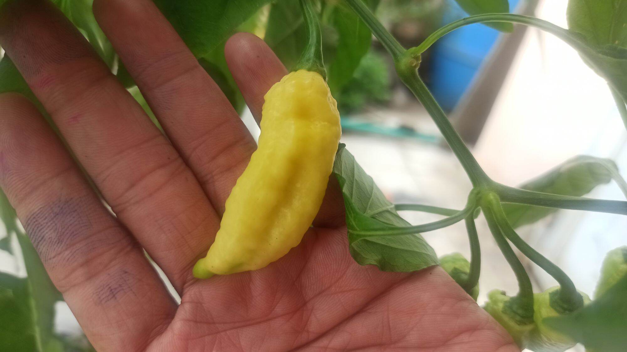 Hạt ớt lemon ghost