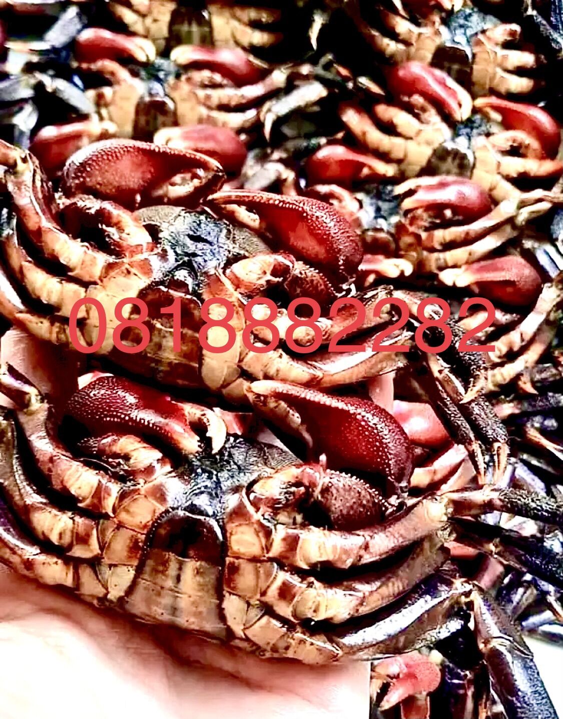 1.2kg Mắm Ba Khía Muối Con Siêu To ( Ngọc Hiển - Cà Mau)