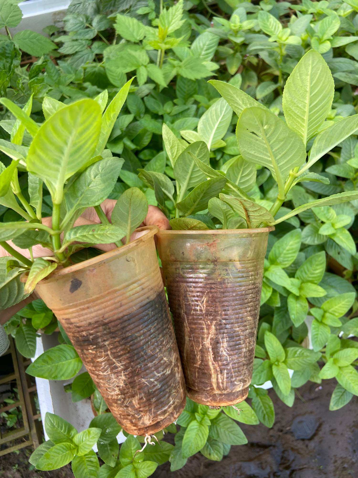 Cây rau xá xị (rau quế vị)