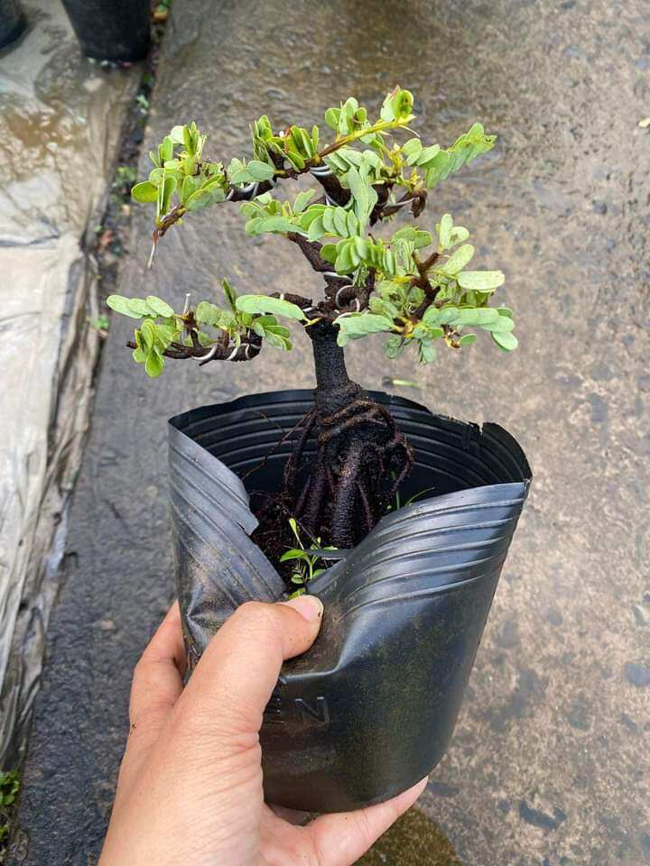 CÂY ME THÁI BONSAI ĐÃ TẠO DÁNG