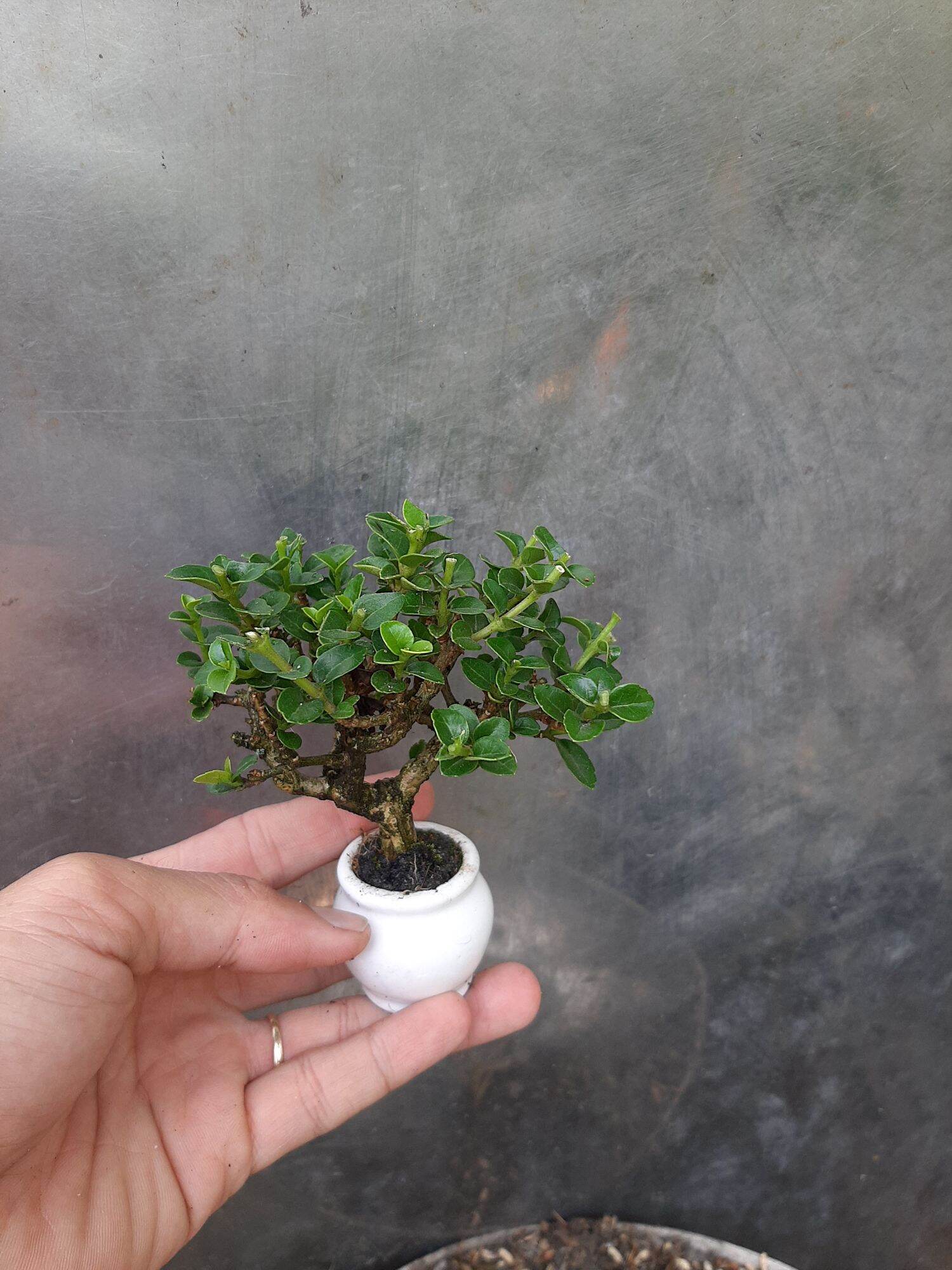 Sam hương siêu mini để bàn