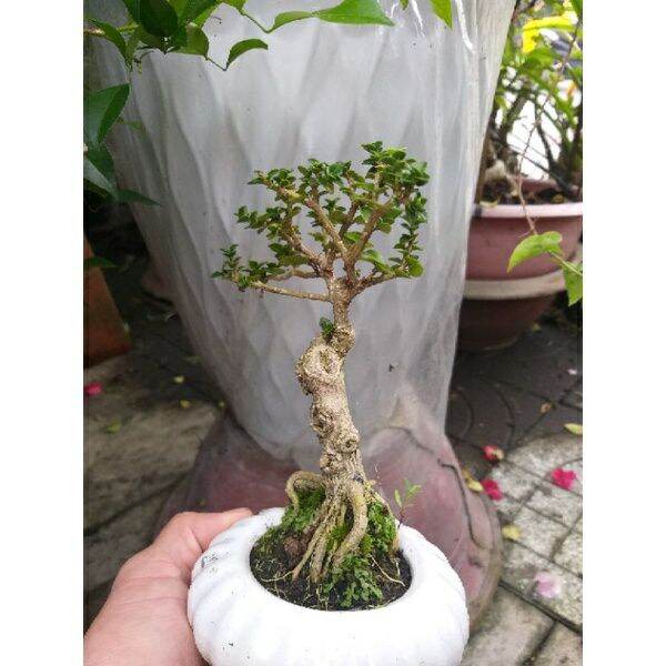 [HCM]Cây Sam hương mini để bàn Có chậu