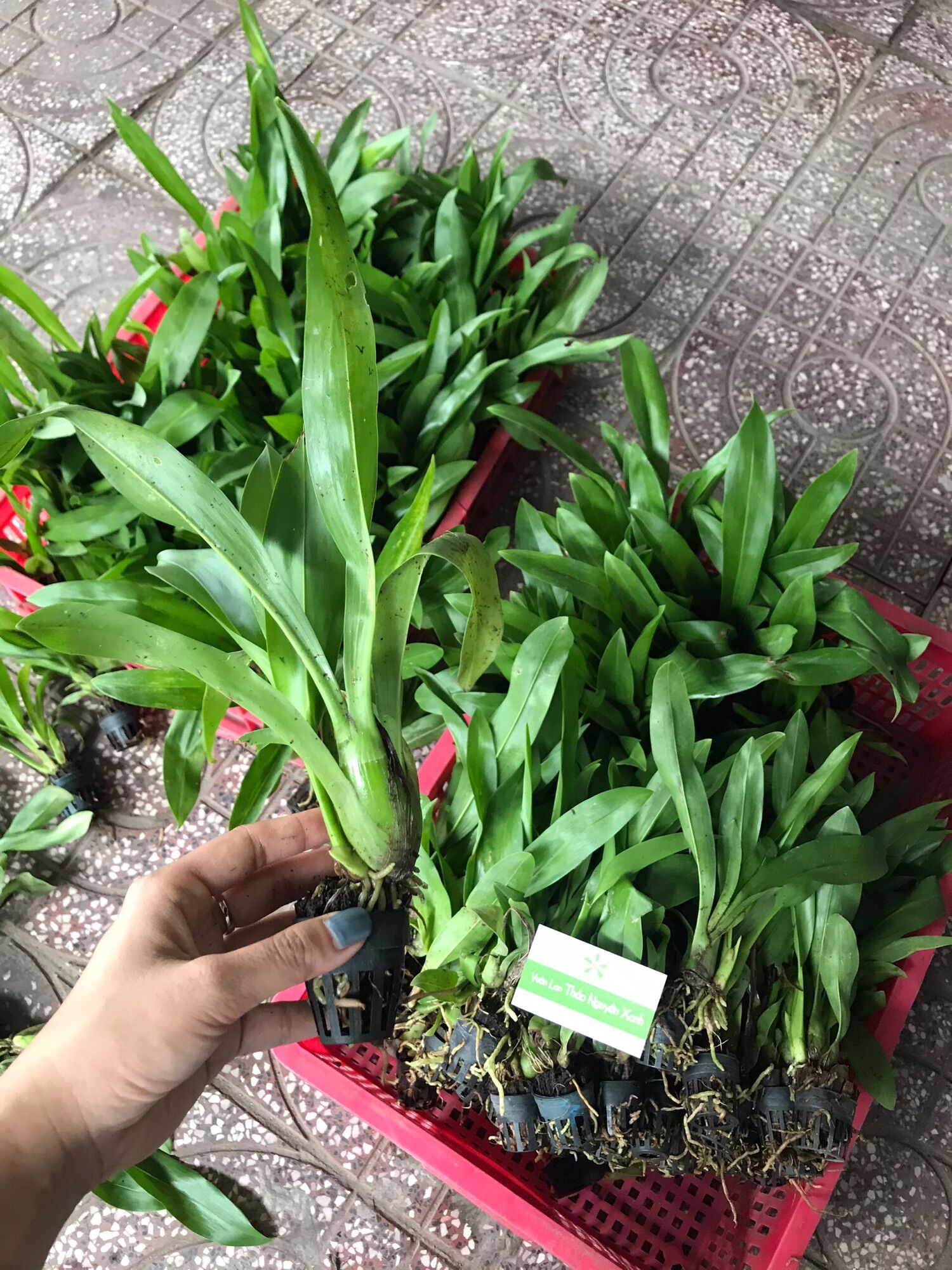 Vũ Nữ Hoàng Hậu Size Trung Màu Xanh