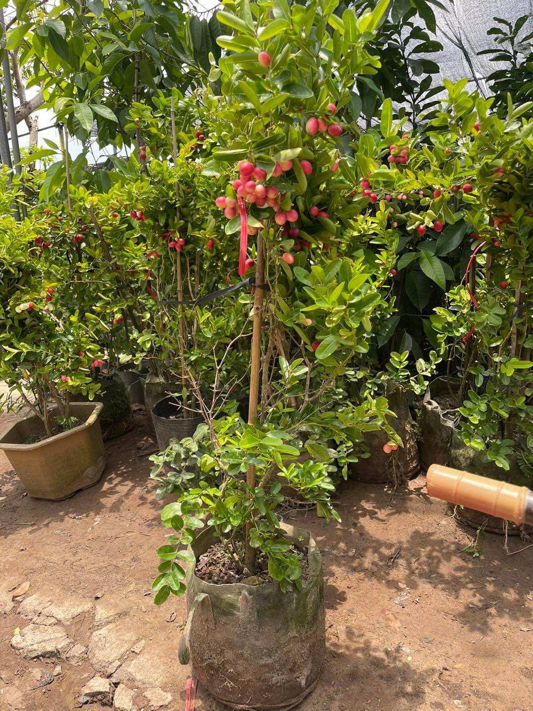Cây giống sirro