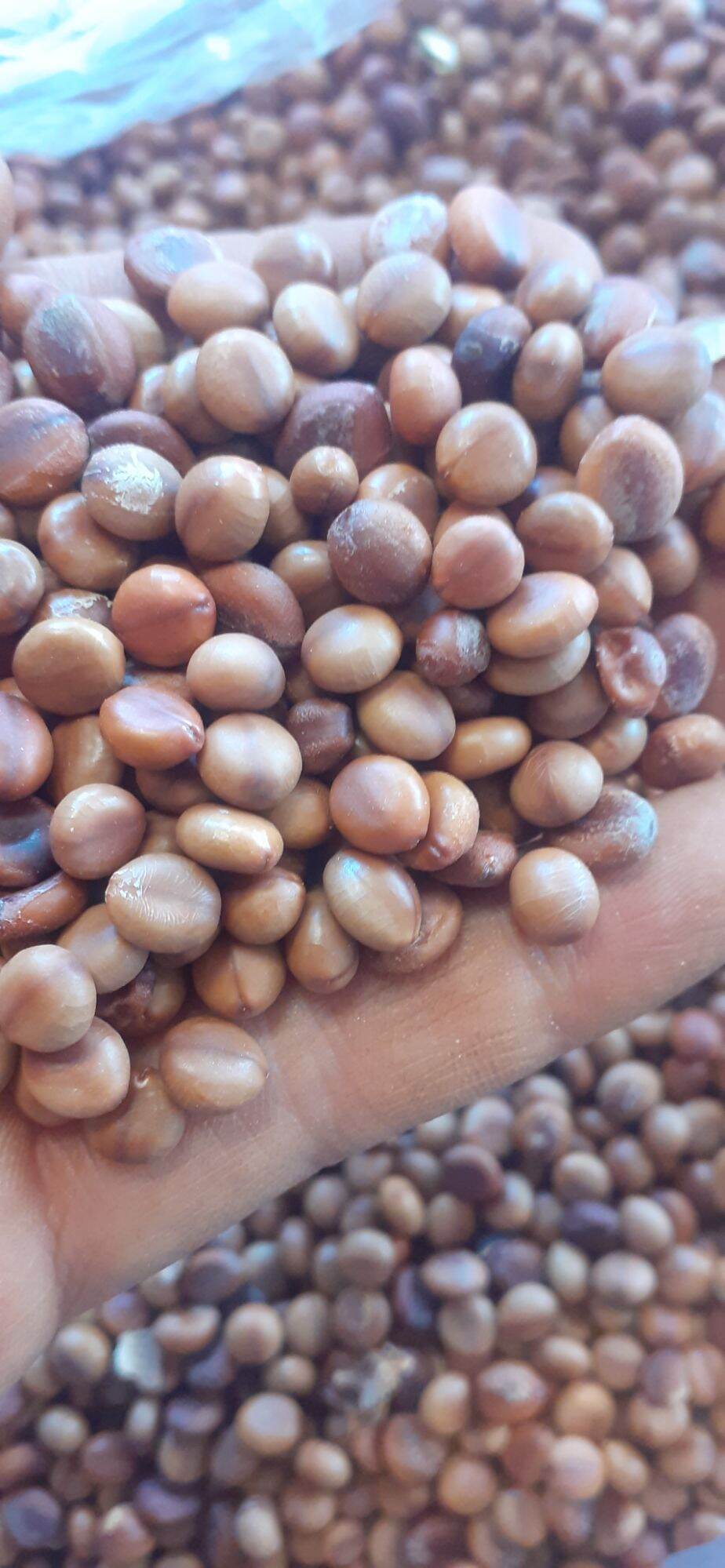 100 gram hạt giống muồng hoa đào