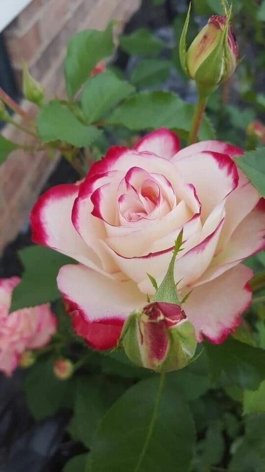 Hoa hồng ngoại Cherry rose