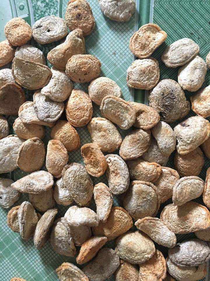 HẠT SÀNH [HẠT SANG] TRI DẠ DÀY, ĐẠI TRÀNG