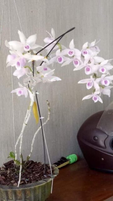 Cây giống hoa lan 5CT Họng Hồng