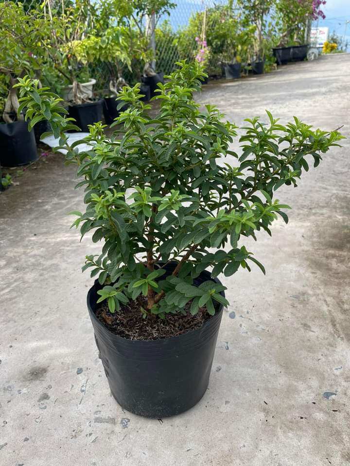 Cây Ổi xá lị đang trái