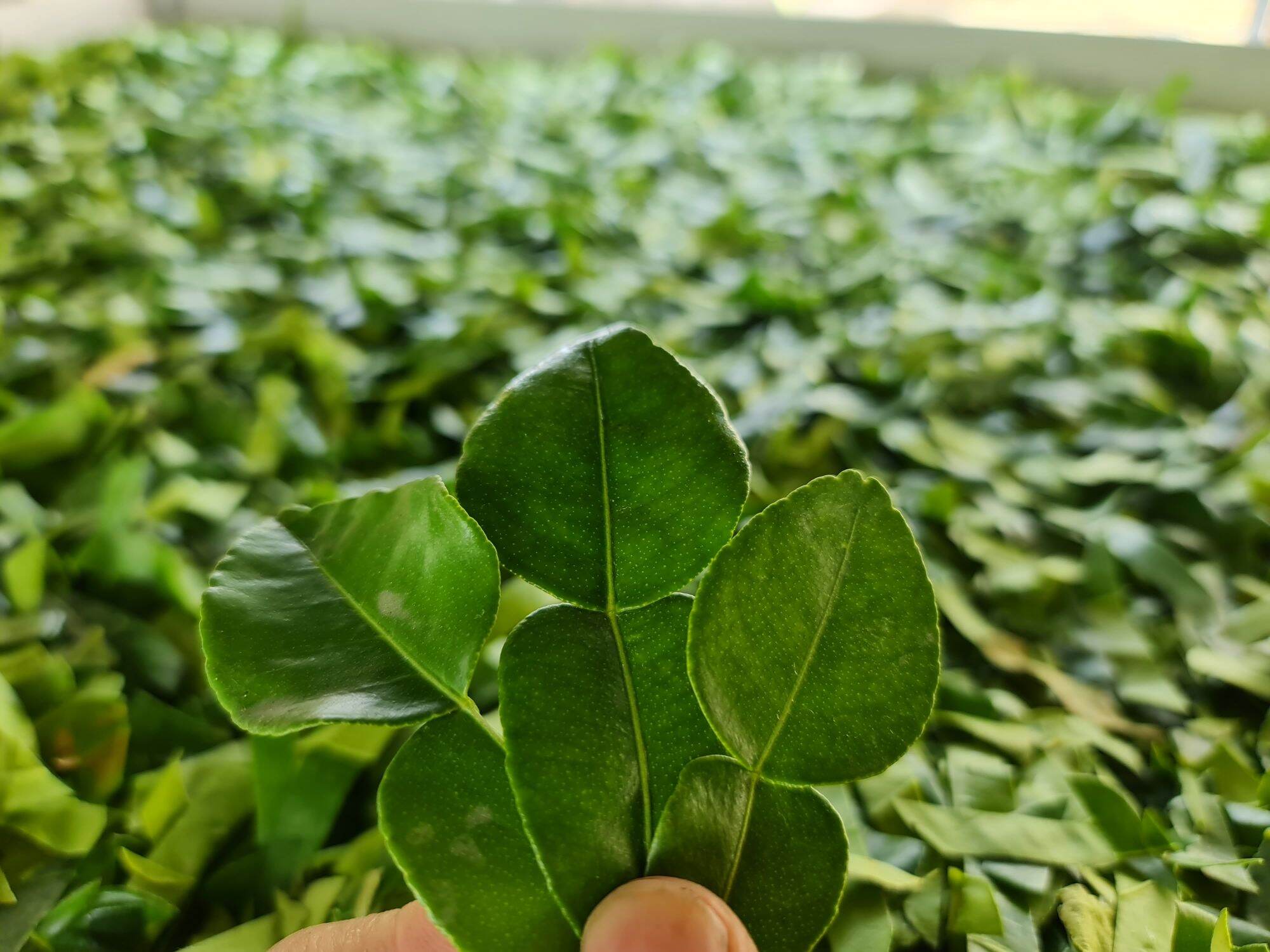 Lá Chanh Thái sấy khúc 1cm Việt Hiệp Gói 250g