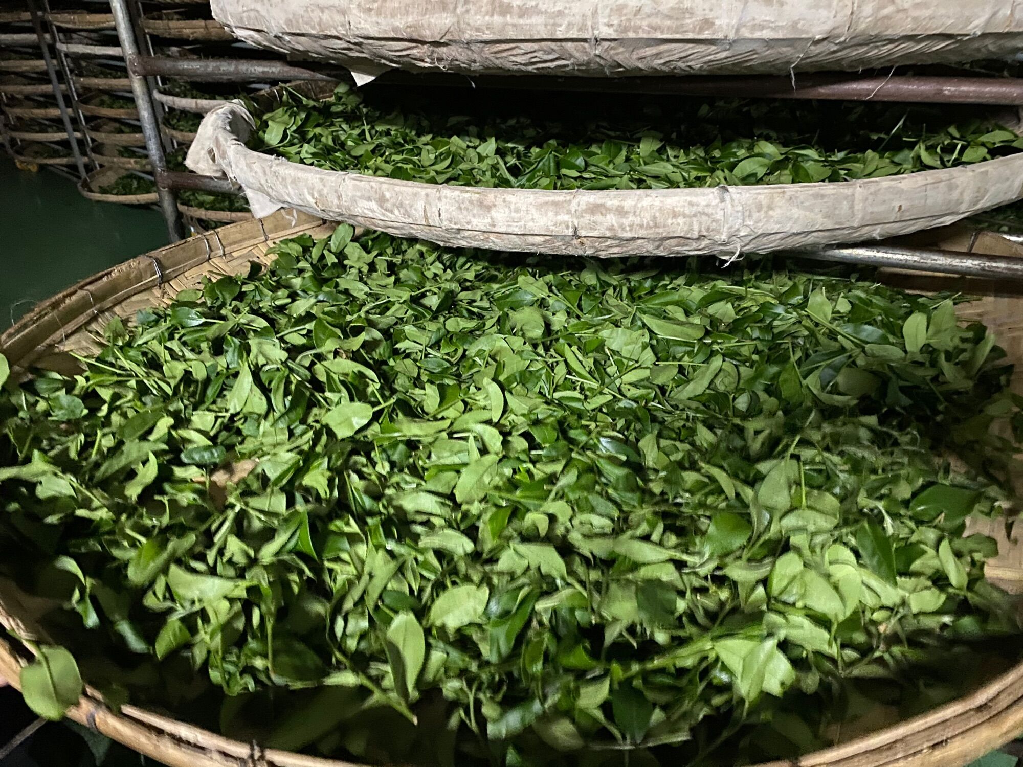 [HCM]Trà Oolong (Ô longOlong) Thuần Đài Loan 250gr