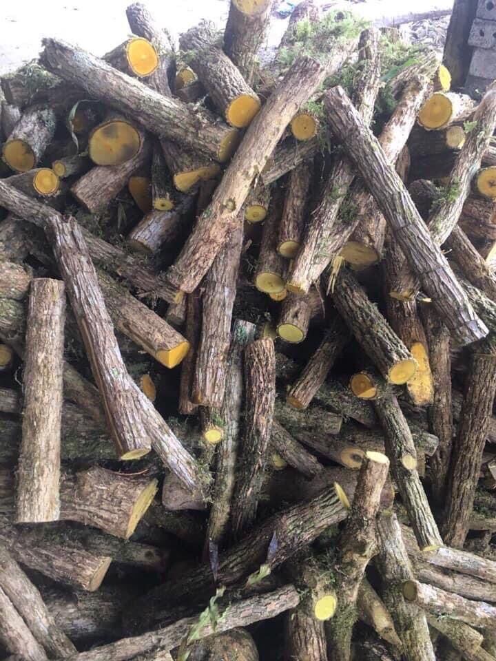 1kg cay mat gau