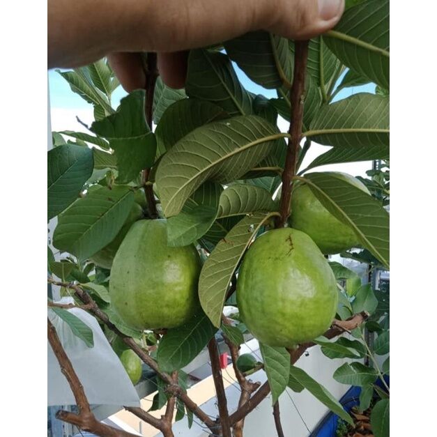 cây ổi lê  cây đẹp, gốc to, cao 1m. đang có bông trái