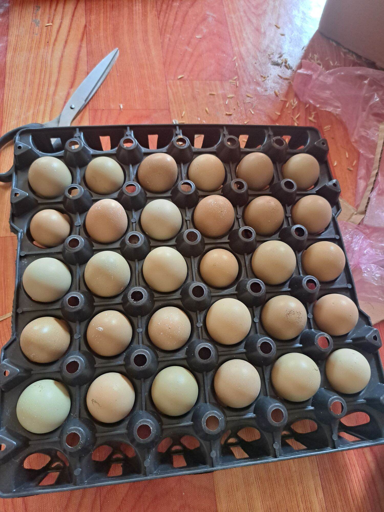 Trứng chim Trĩ Combo 10 trứng chim trĩ giống