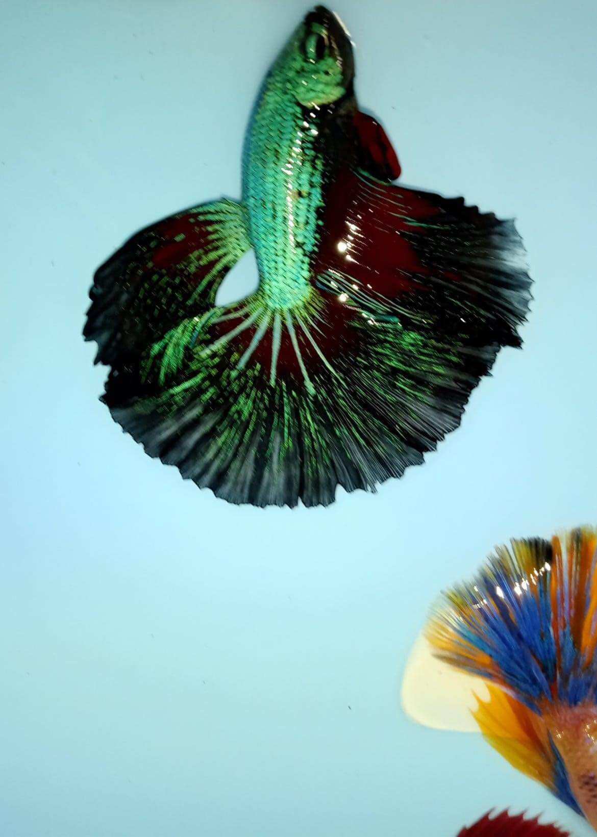 Betta Halfmoon trống đa sắc
