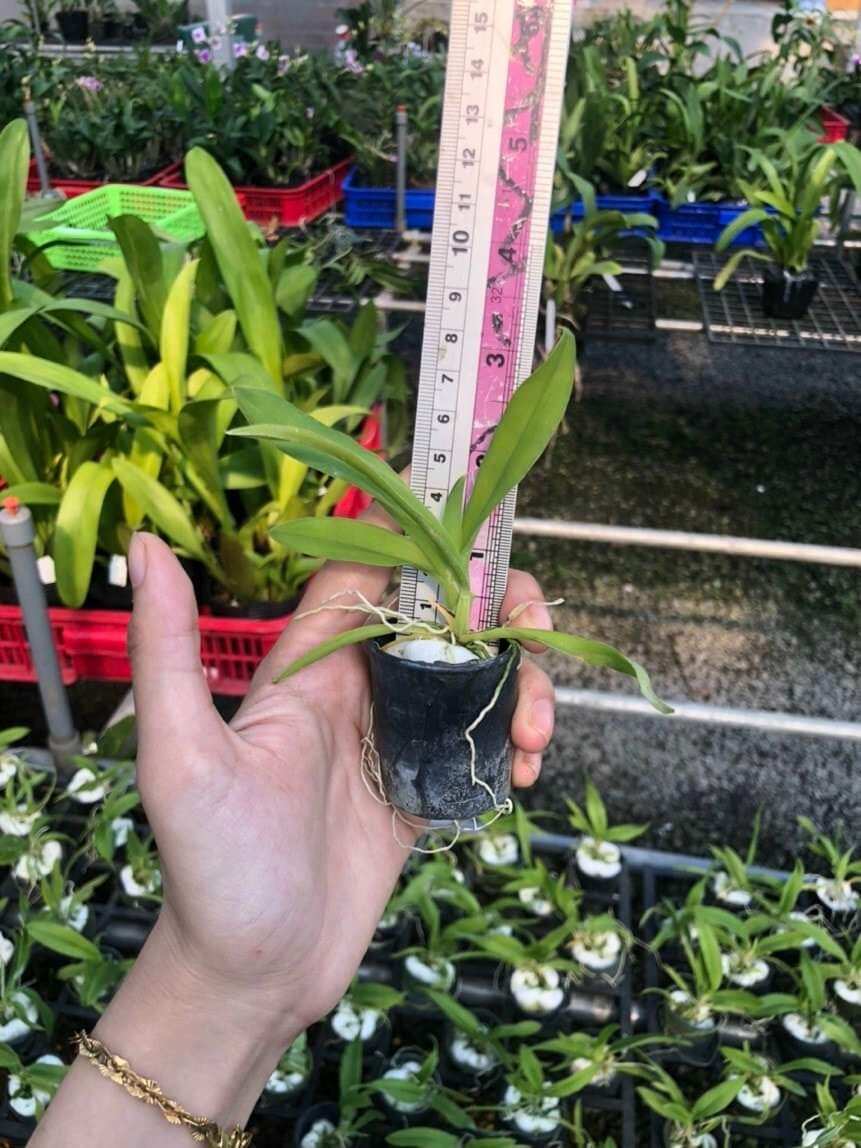 Vũ nữ Lava đỏ giống
