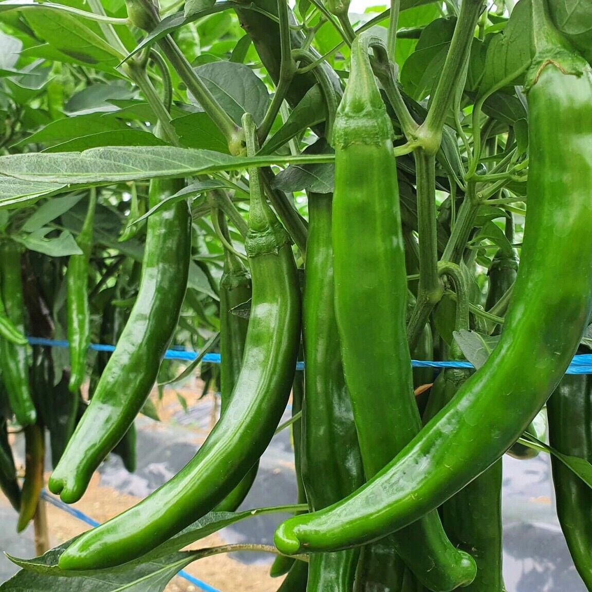HẠT GIỐNG ỚT DƯA CHUỘT HÀN QUỐC TÁCH 10h