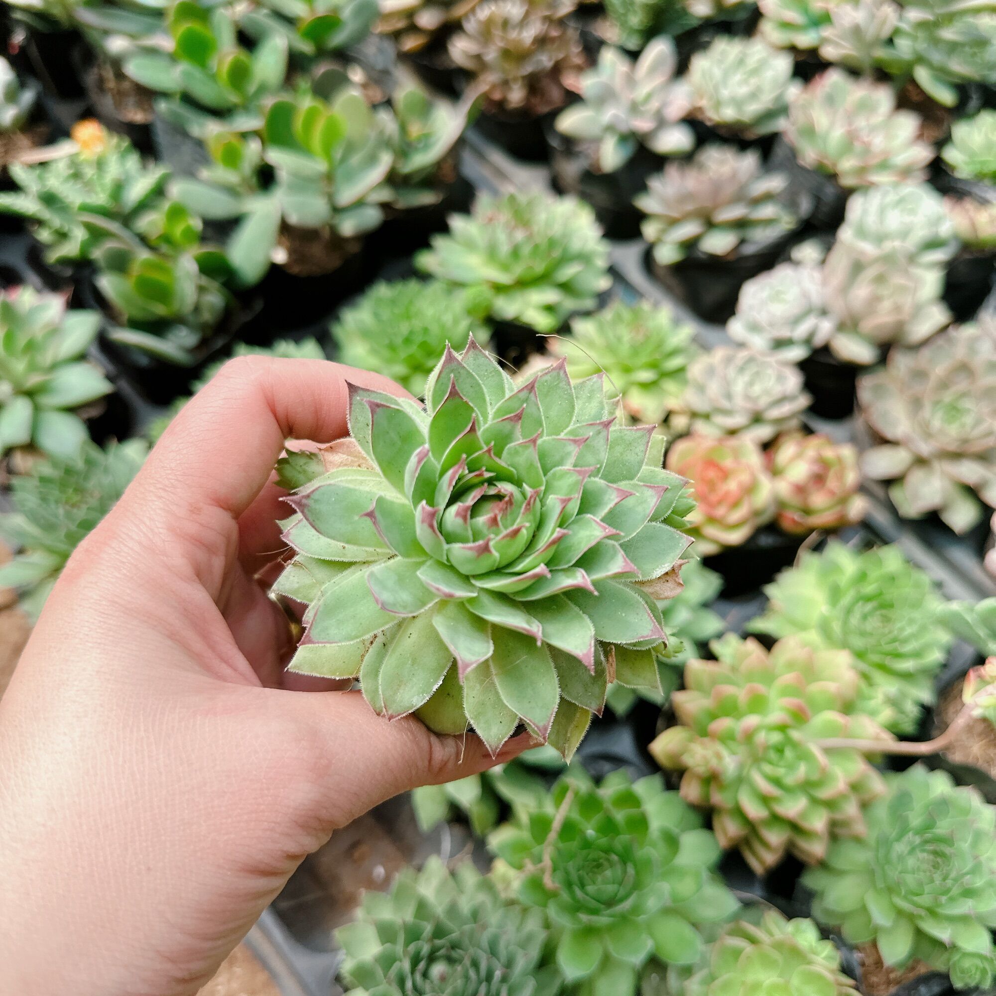 Sen đá phật bà size bầu 3-5 cm xuất vườn đà Lạt