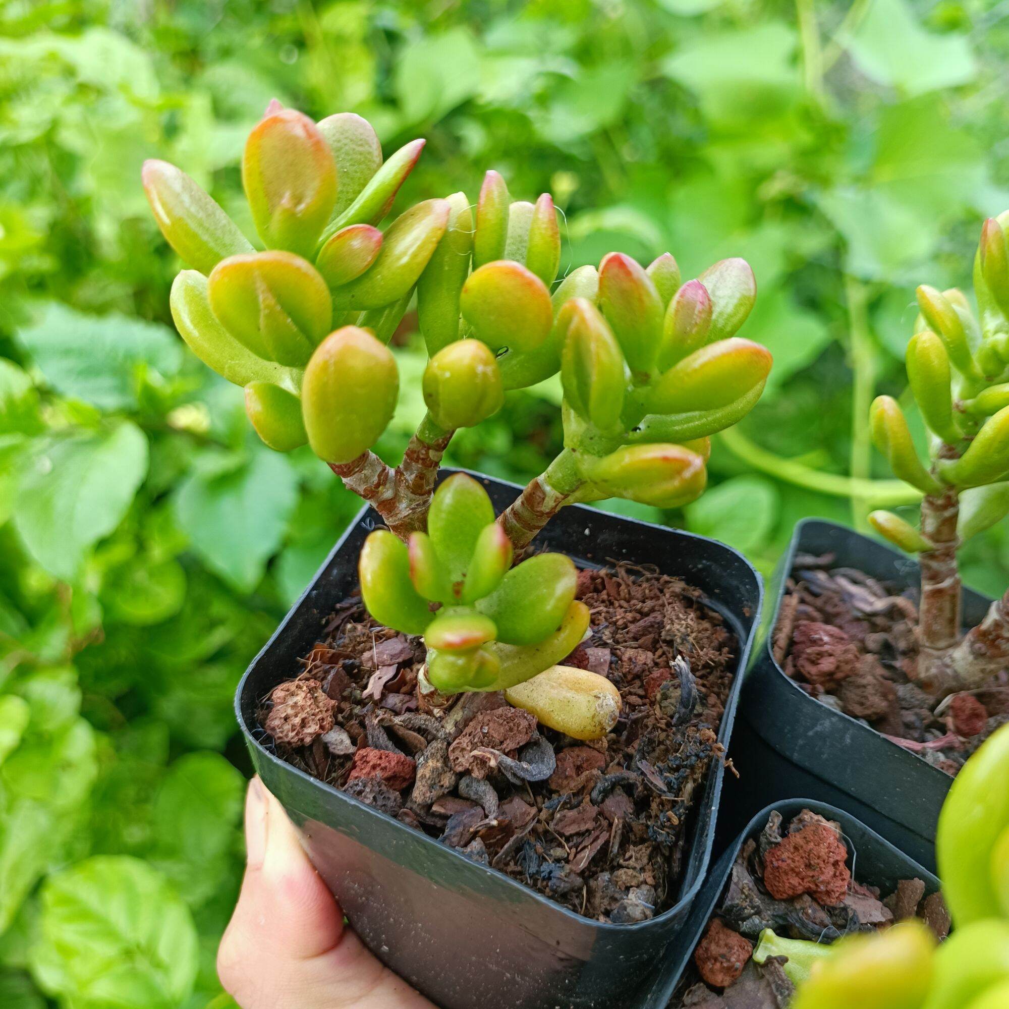 Sale mạnh - sen đá ống điếu thụ siêu to