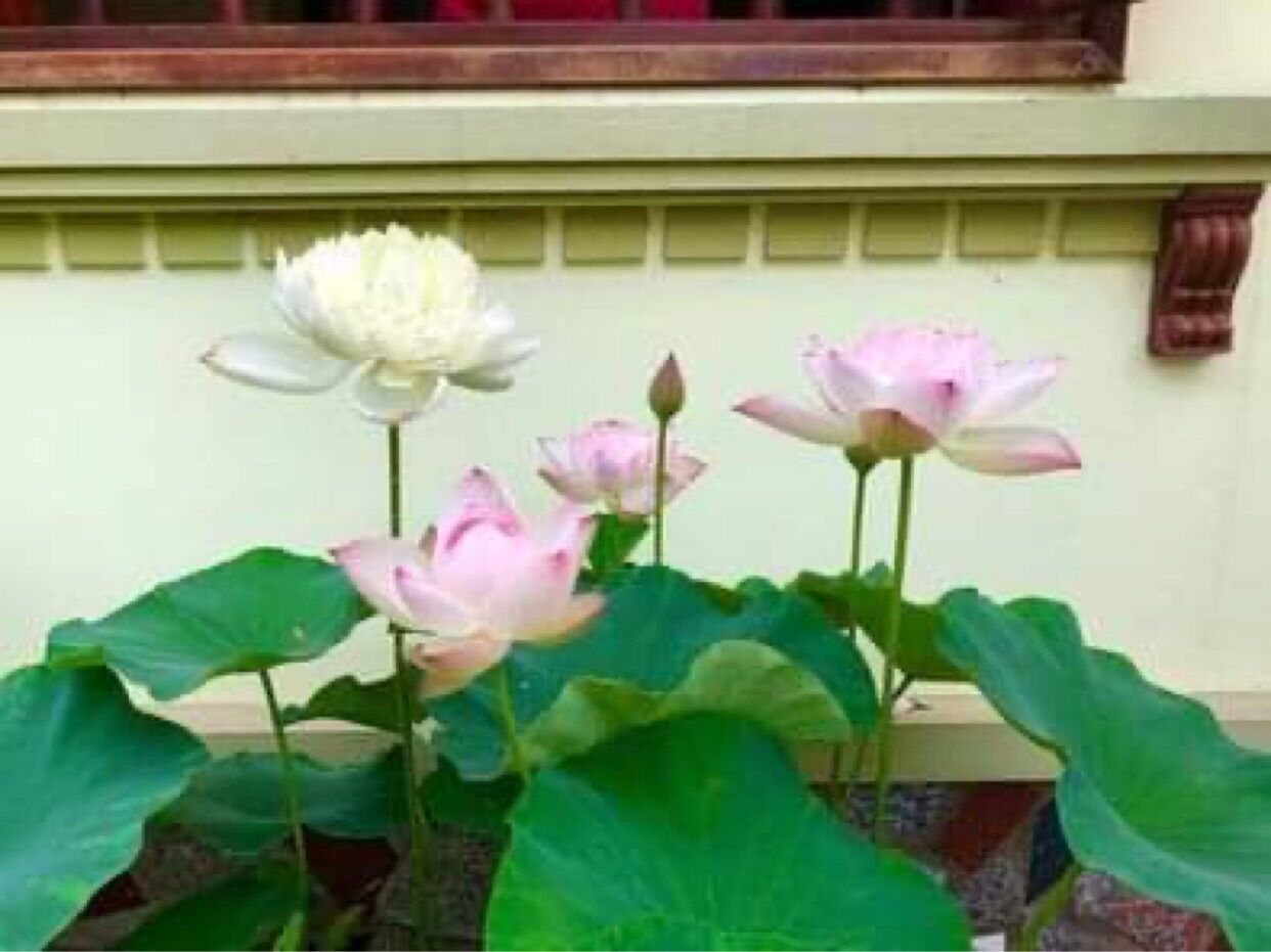 Sen Super Lotus- Củ giống