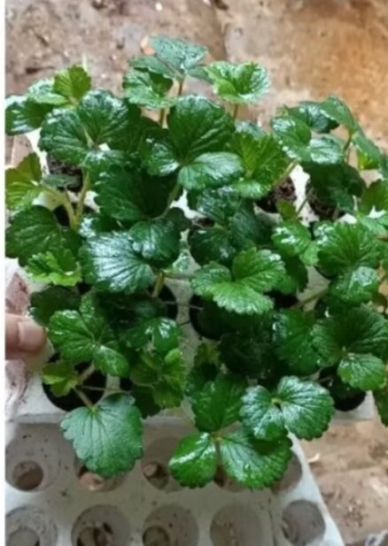 Dâu tây NỮ HOÀNG ( combo 10 cây mô vỉ - chuẩn giống)