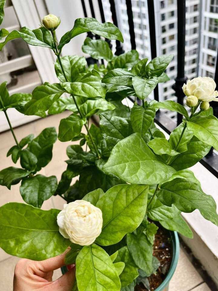 Chậu giống lài kép cổ , lài 3 lá( hoa dùng ướp trà)