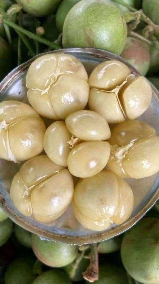 Cây giống dâu da thái siêu trái