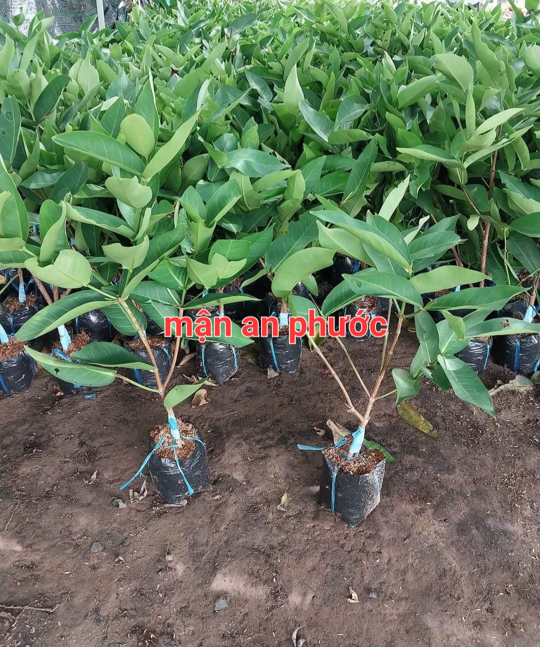 An Phuoc Plum Tree, Red Roi