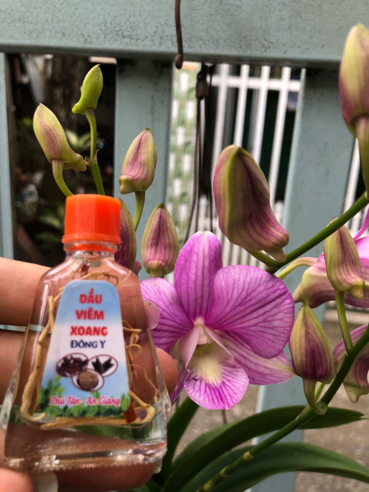COMBO 5 CHAI DẦU VIÊM XOANG TRẮNG 7ML (RỄ)
