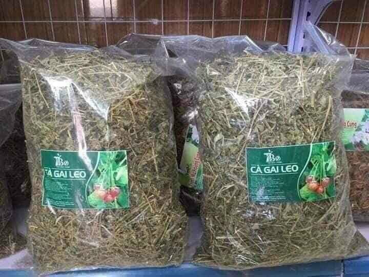 Cà gai leo