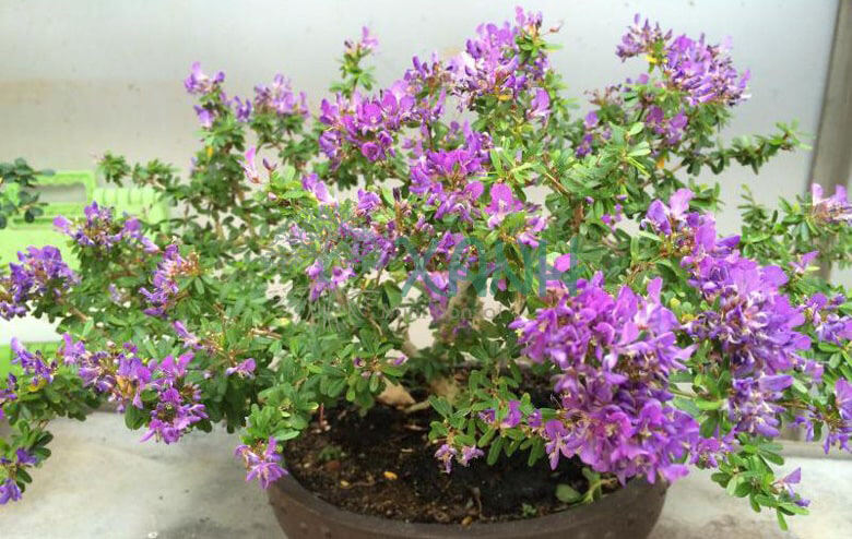 Cây linh sam 86,lá nhỏ