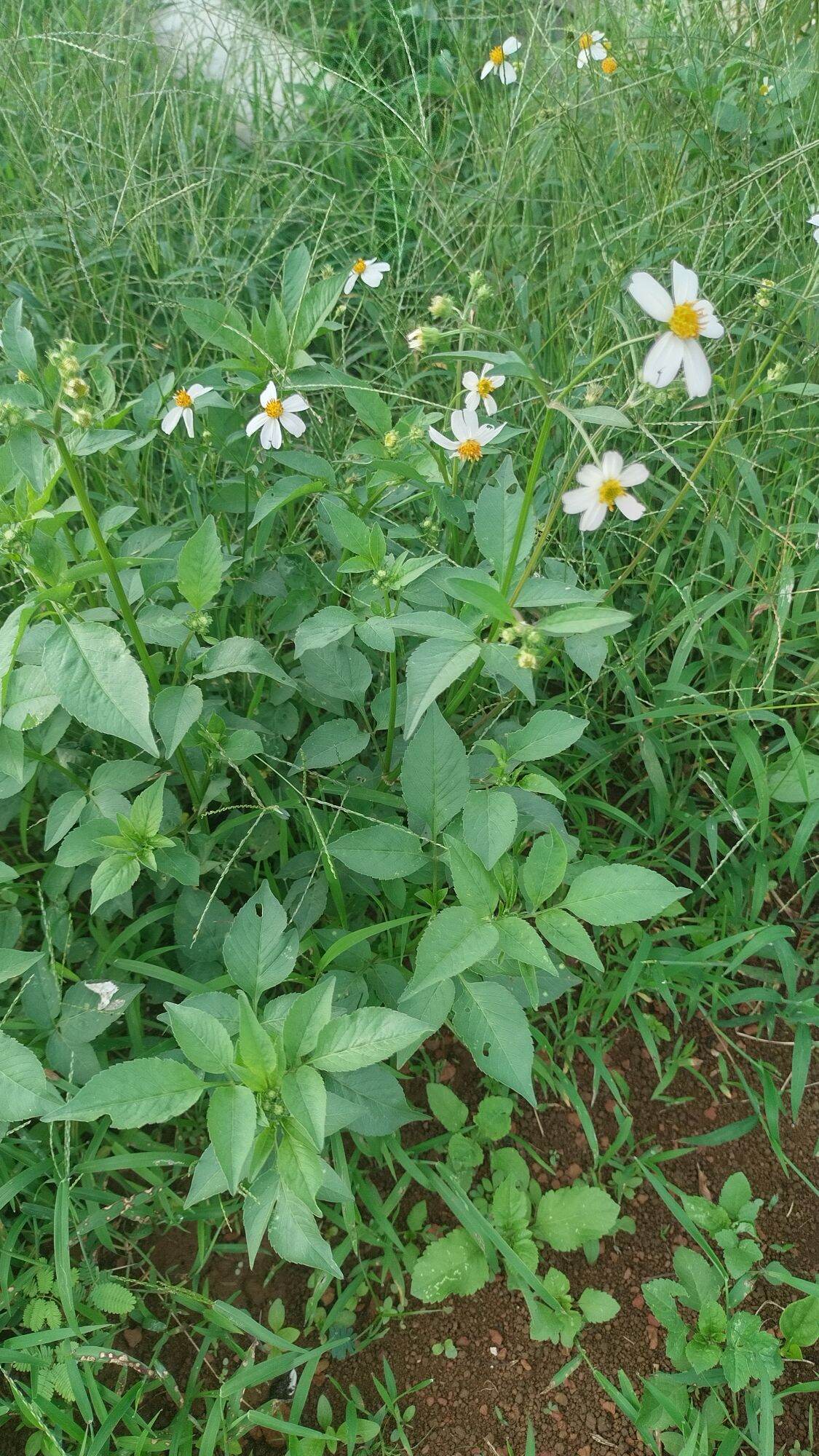 Hạt giống hoa xuyến chi - 100 hạt
