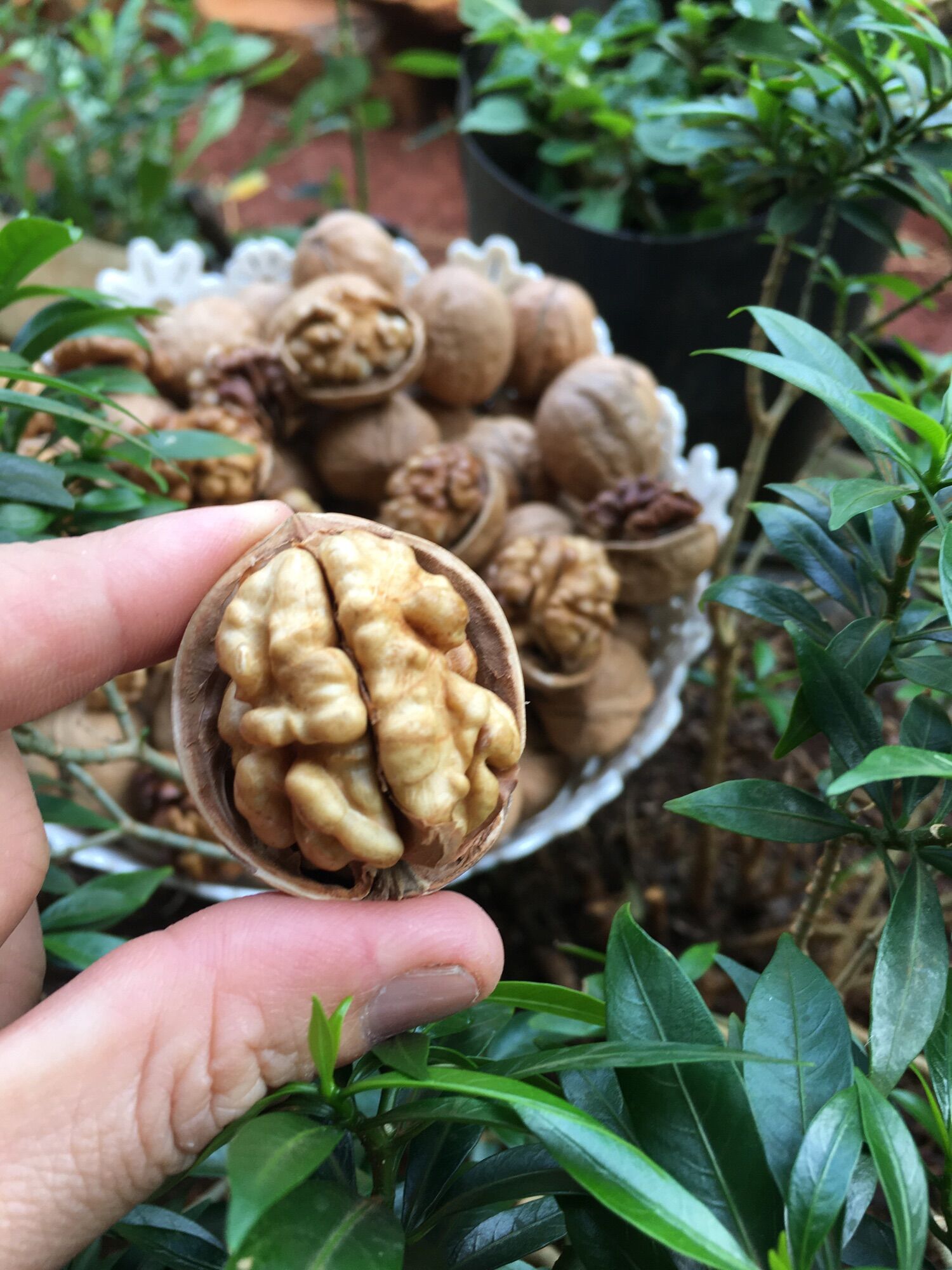 Hạt óc chó Mỹ 500gr