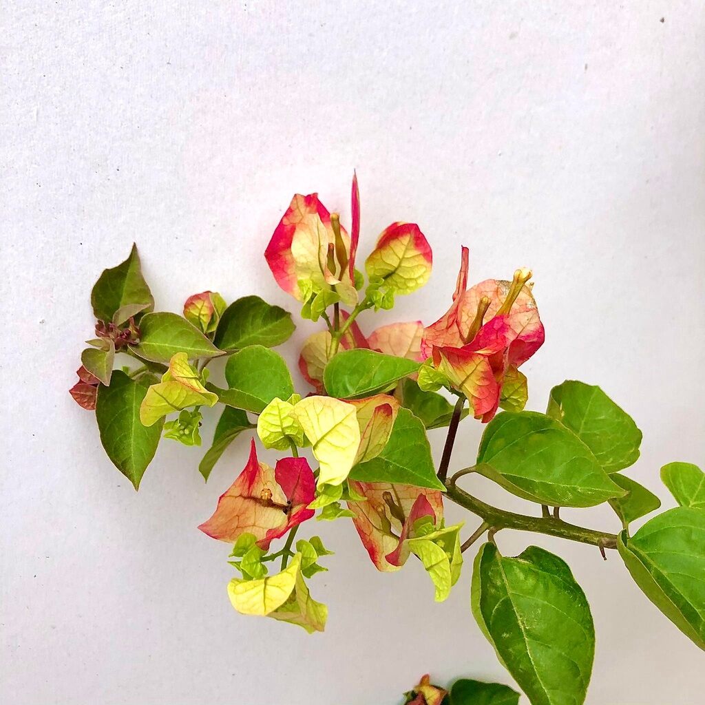 cây giấy ấn độ đổi màu