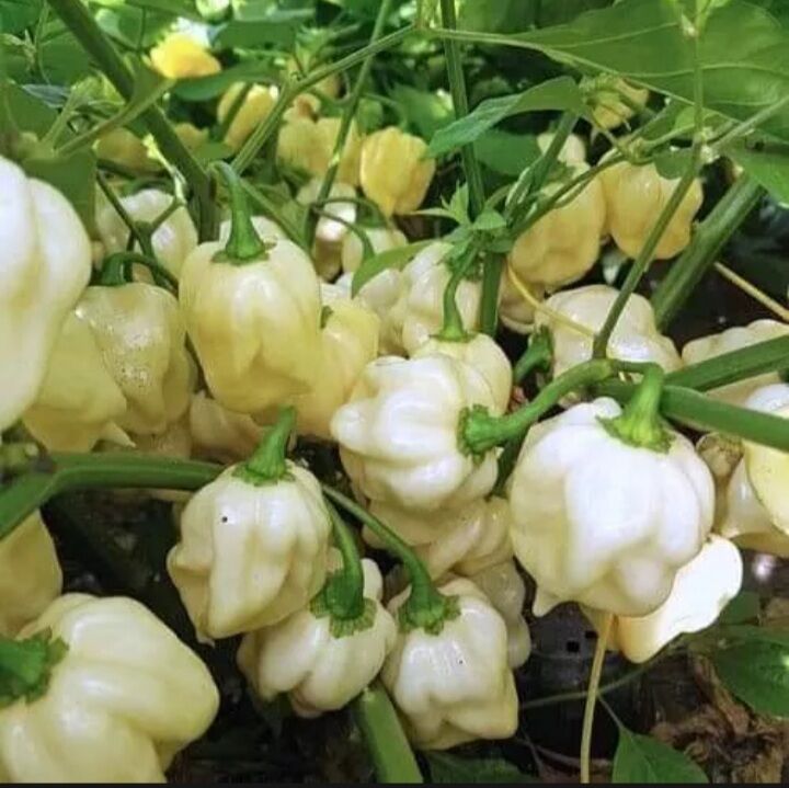 Hạt Ớt siêu cay Habanero trắng 5 Hạt giống chuẩn