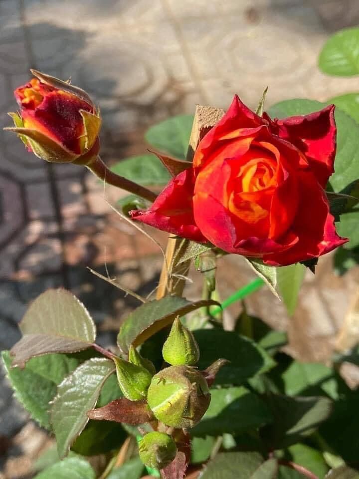 Hoa hồng Rossie Rose – Màu cam lửa siêu chùm bền đẹp