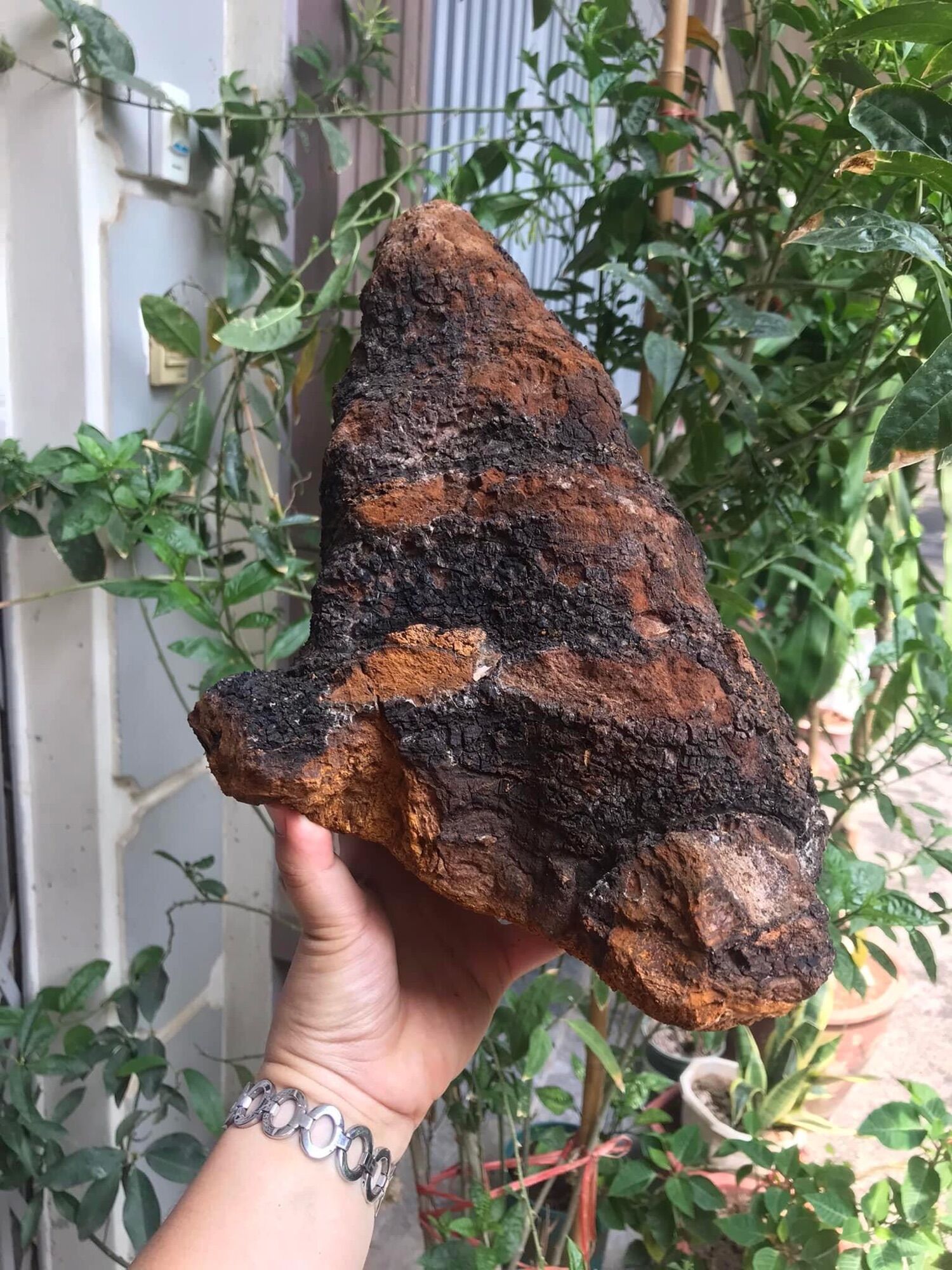 Nấm chaga nga 700k/kg
