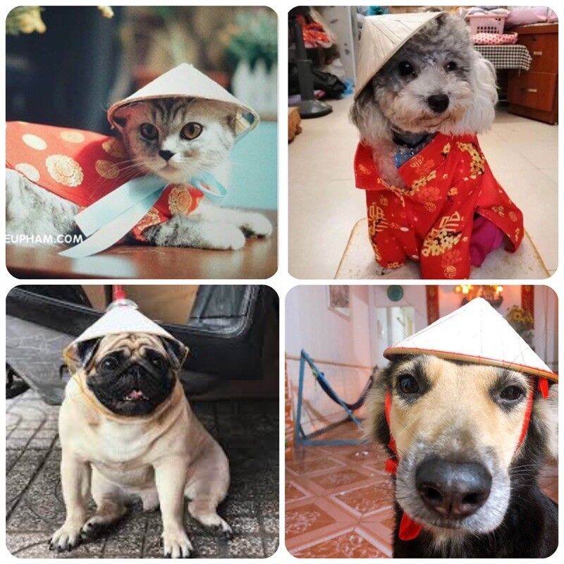 Nón lá đội cho thú cưng