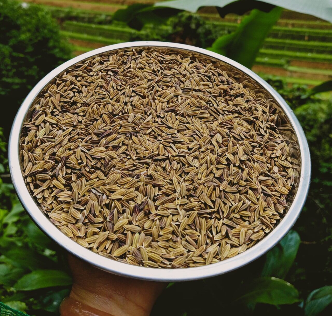 Hạt giống lúa nếp than (nếp đen tím) túi 1kg